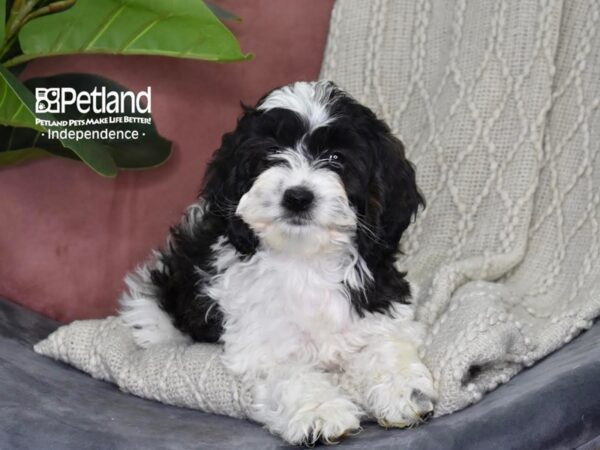 Cockapoo Dog Male Black & White Parti 5303 Petland Independence, Missouri