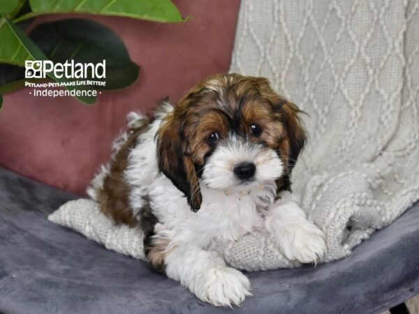 Cockapoo Dog Female Sable & White Parti 5304 Petland Independence, Missouri