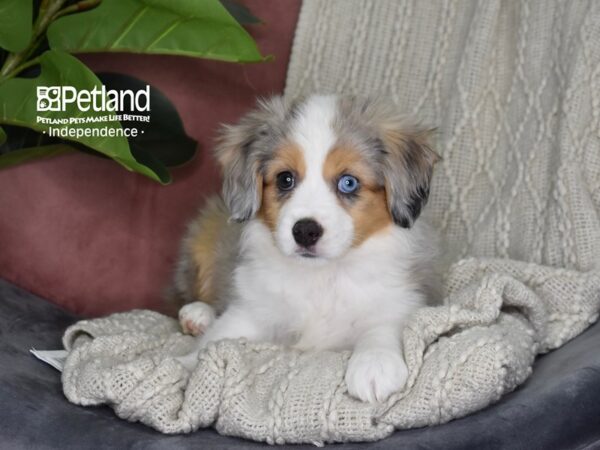 Toy Australian Shepherd-Dog-Female-Blue Merle-5314-Petland Independence & Lee's Summit, MO