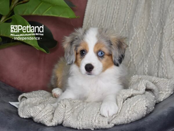 Toy Australian Shepherd Dog Female Blue Merle 5314 Petland Independence, Missouri