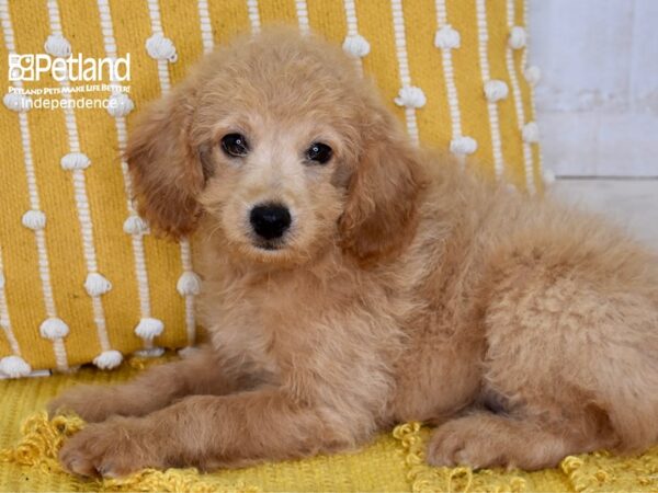 Miniature Goldendoodle 2nd Gen-Dog-Female-Golden-5175-Petland Independence, Missouri