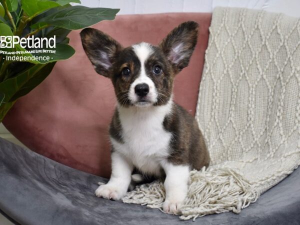 Cardigan Welsh Corgi-Dog-Female-Brindle & White-5194-Petland Independence, Missouri