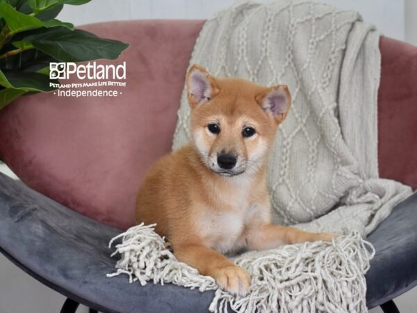 Shiba Inu Dog Male Red 5207 Petland Independence, Missouri