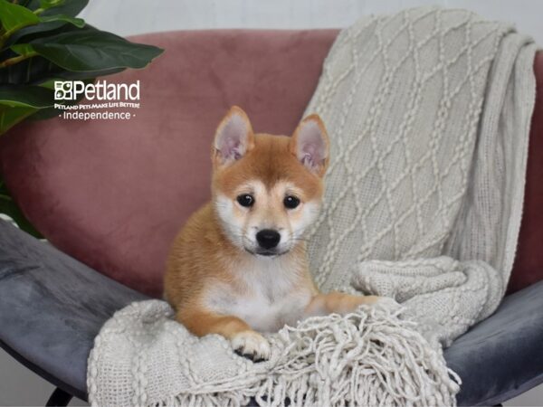 Shiba Inu-Dog-Female-Red-5208-Petland Independence, Missouri