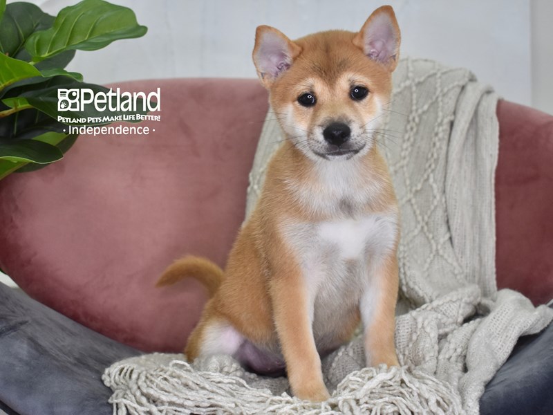 Shiba Inu-Dog-Female-Red-3763735-Petland Independence, Missouri