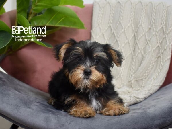 Yorkshire Terrier Dog Male Black & Tan 5235 Petland Independence, Missouri