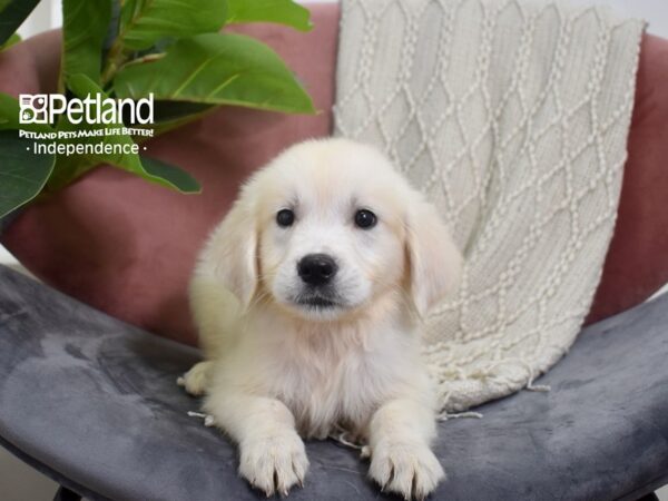 Golden Retriever Dog Female Light Golden 5232 Petland Independence, Missouri