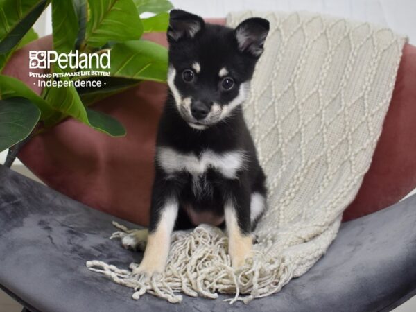 Pomsky Dog Female Black & Tan 5248 Petland Independence, Missouri