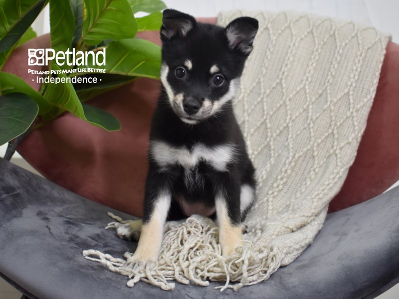 Pomsky-Dog-Female-Black & Tan-3792932-Petland Independence, Missouri