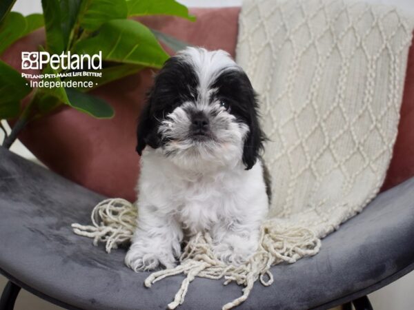 Shih Poo Dog Male Black & White 5251 Petland Independence, Missouri