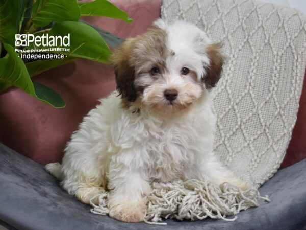 Havapoo Dog Male Brown & White 5259 Petland Independence, Missouri