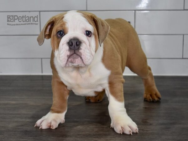 English Bulldog Dog Male Blue Fawn & White 5302 Petland Independence, Missouri