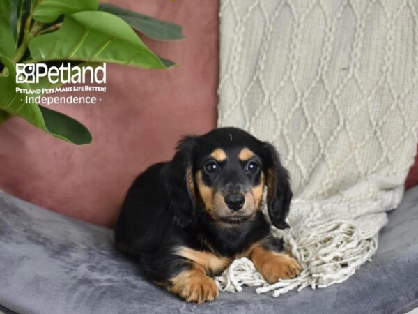 Dachshund Dog Male Black & Tan, Long Haired 5272 Petland Independence, Missouri