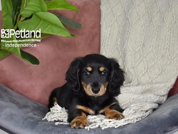 Dachshund-Dog-Female-Black & Tan, Long Haired-5273-Petland Independence, Missouri