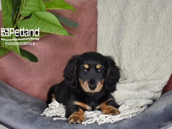 Dachshund Dog Female Black & Tan, Long Haired 5273 Petland Independence, Missouri