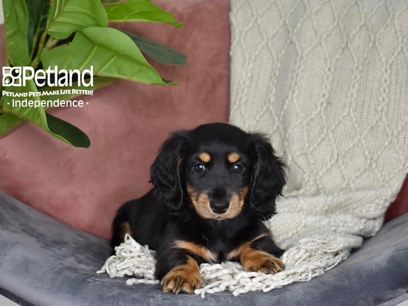 Dachshund-Dog-Female-Black & Tan, Long Haired-3824548-Petland Independence, Missouri