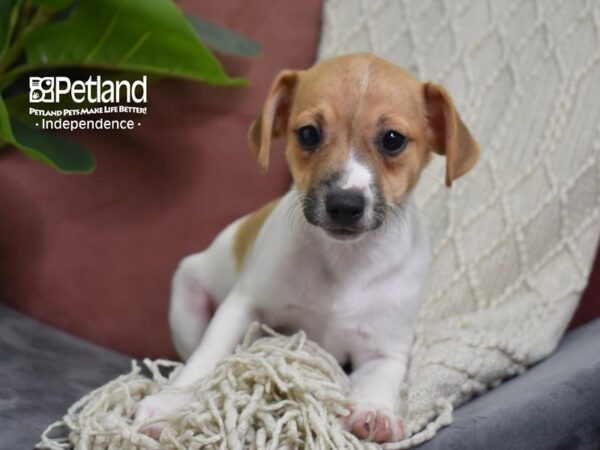 Jack Russell Terrier-Dog-Male-Tan & White-5277-Petland Independence, Missouri