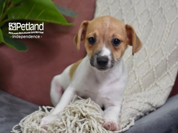 Jack Russell Terrier Dog Male Tan & White 5277 Petland Independence, Missouri