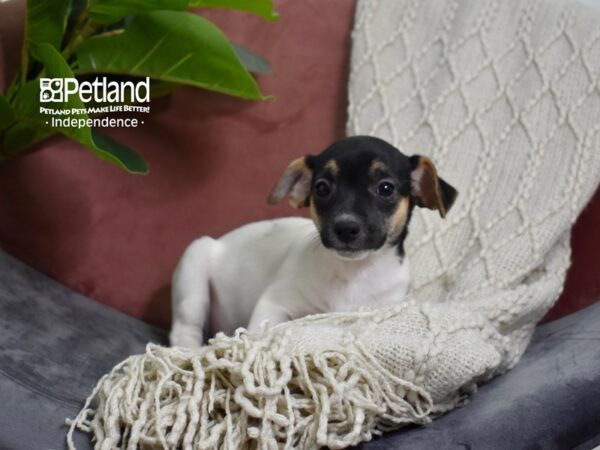 Jack Russell Terrier Dog Female Black & White 5279 Petland Independence, Missouri
