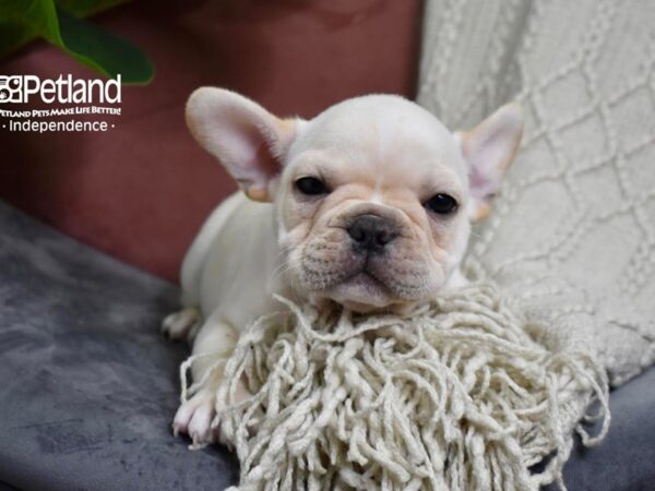 French Bulldog-Dog-Male-Cream-5281-Petland Independence, Missouri