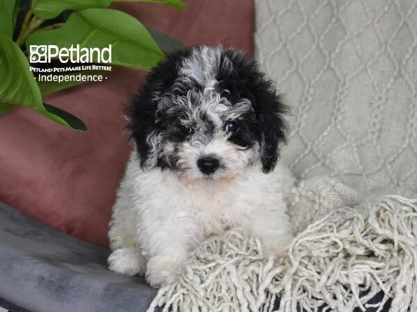Bichon-Poo-Dog-Female-Black & White-5287-Petland Independence & Lee's Summit, MO