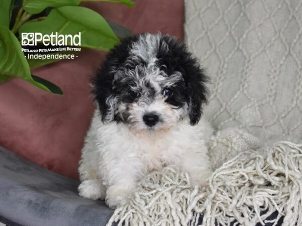 Bichon-Poo Dog Female Black & White 5287 Petland Independence, Missouri