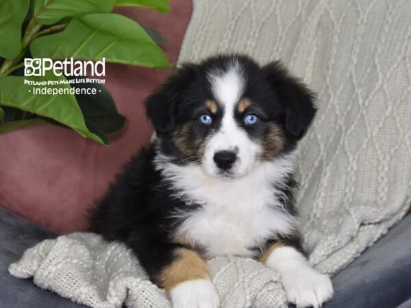 Miniature Australian Shepherd Dog Female Black Tri 5315 Petland Independence, Missouri