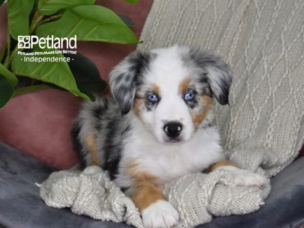 Miniature Australian Shepherd Dog Male Blue Merle 5316 Petland Independence, Missouri