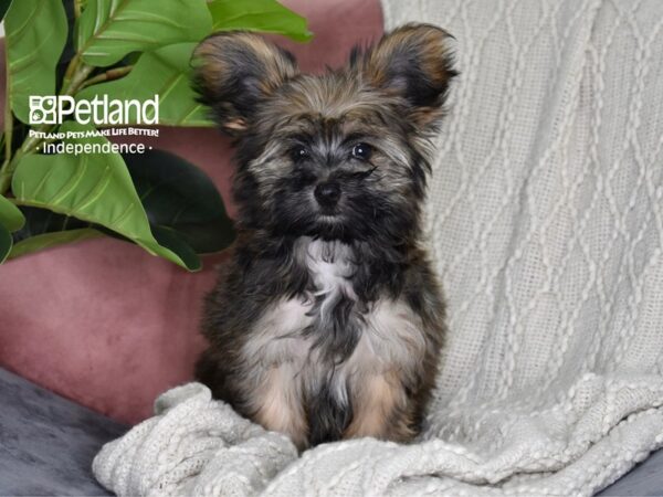 Yorkie Poo Dog Female Gold Sable 5312 Petland Independence, Missouri