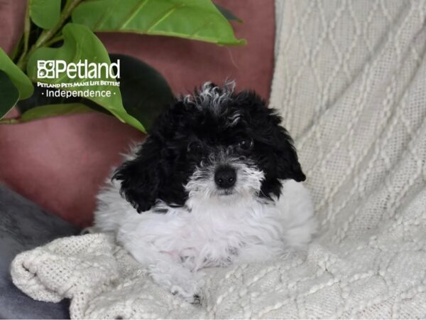 Bichon-Poo Dog Female Black & White 5327 Petland Independence, Missouri