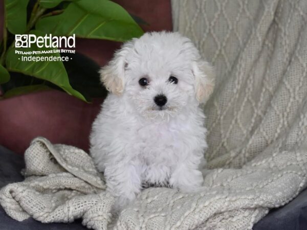 Bichon-Poo Dog Female White 5329 Petland Independence, Missouri