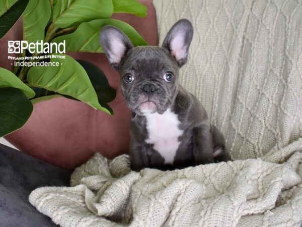 French Bulldog-Dog-Female-Blue-5325-Petland Independence, Missouri