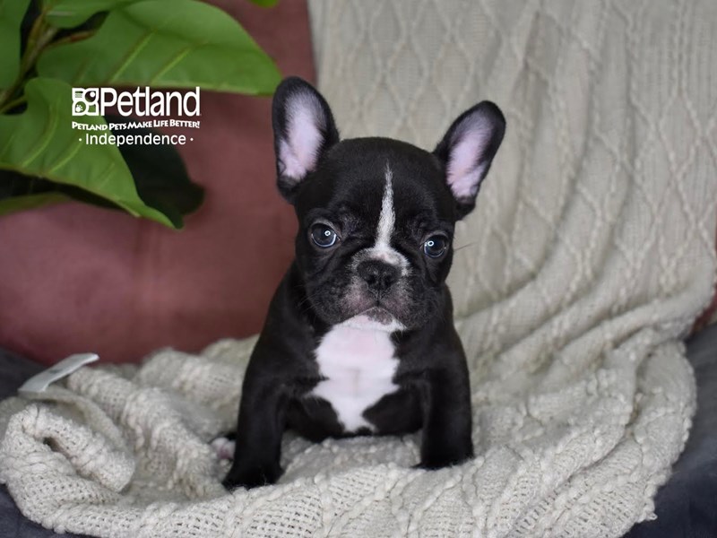 French Bulldog-Dog-Male-Brindle-3872439-Petland Independence, Missouri