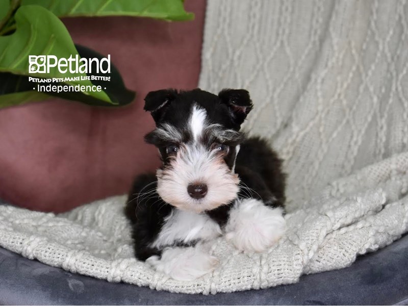 Miniature Schnauzer-Dog-Female-Chocolate & White-3872173-Petland Independence, Missouri