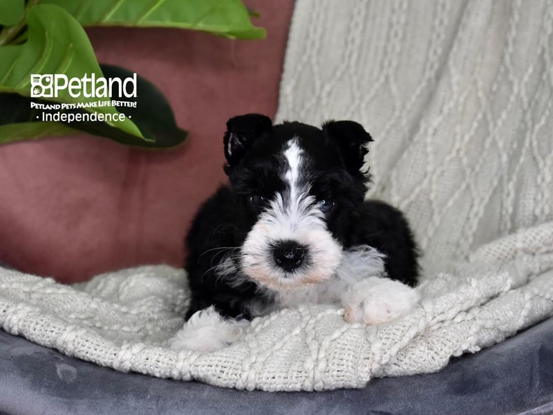 Miniature Schnauzer-Dog-Male-Black & White-3872179-Petland Independence, Missouri