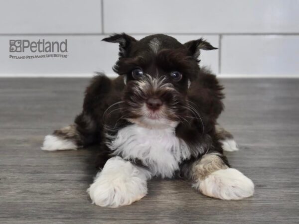[#532] Black & White Male Miniature Schnauzer Puppies For Sale
