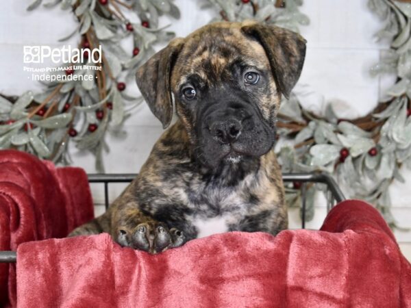 Bullmastiff Dog Male Brindle 5330 Petland Independence, Missouri