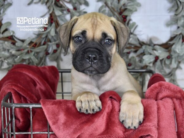 Bullmastiff Dog Female Fawn 5331 Petland Independence, Missouri