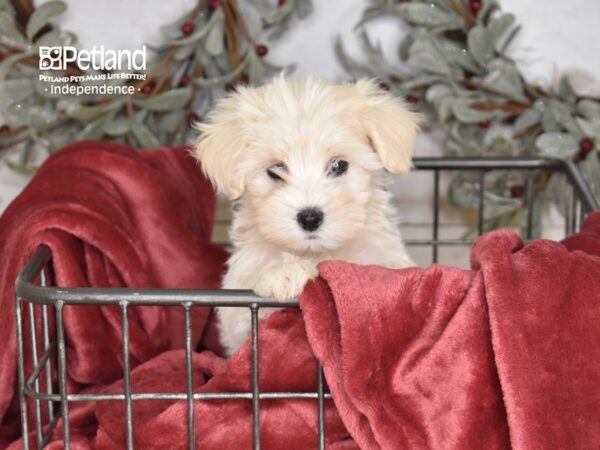 Maltipoo-Dog-Female-Cream-5333-Petland Independence, Missouri