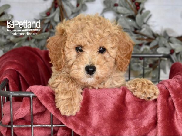 Miniature Goldendoodle 2nd Gen Dog Female Apricot 5336 Petland Independence, Missouri