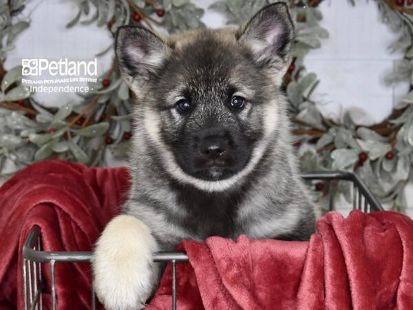 Norwegian Elkhound Dog Male Black & Silver 5334 Petland Independence, Missouri