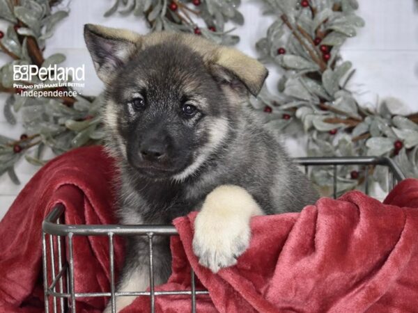 Norwegian Elkhound Dog Male Black & Silver 5335 Petland Independence, Missouri