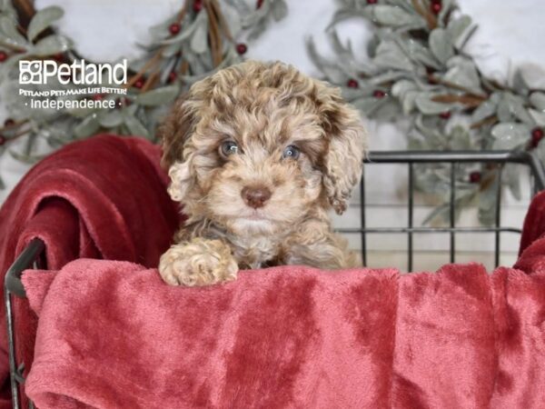 Cockapoo 2nd Generation Dog Male Chocolate Merle 5342 Petland Independence, Missouri