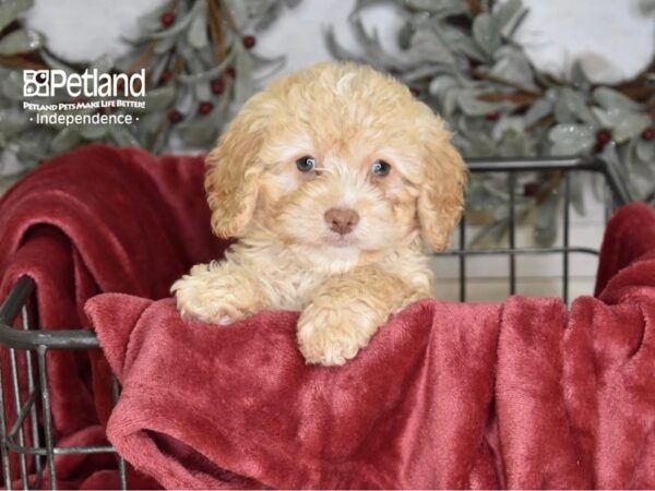 Cockapoo 2nd Generation Dog Female Apricot 5343 Petland Independence, Missouri