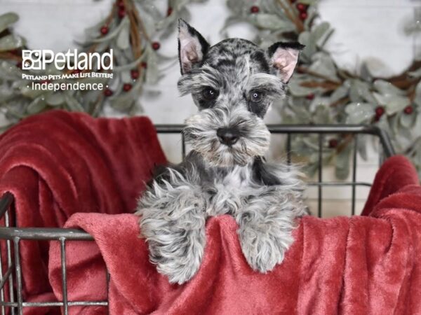 Schnoodle Dog Female Blue Merle 5341 Petland Independence, Missouri