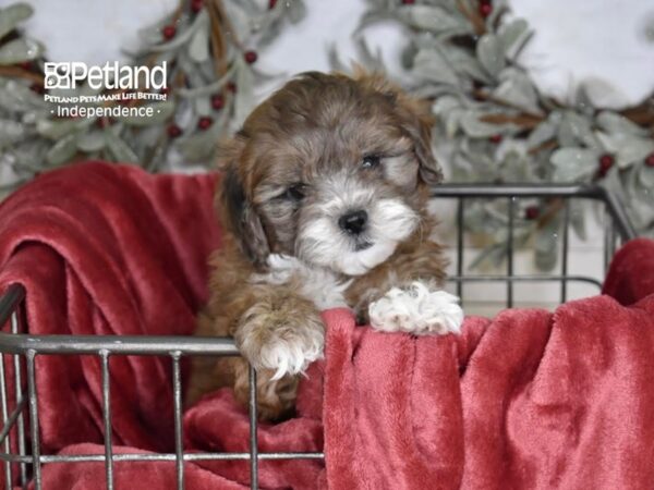 Shih Poo Dog Female Merle 5345 Petland Independence, Missouri