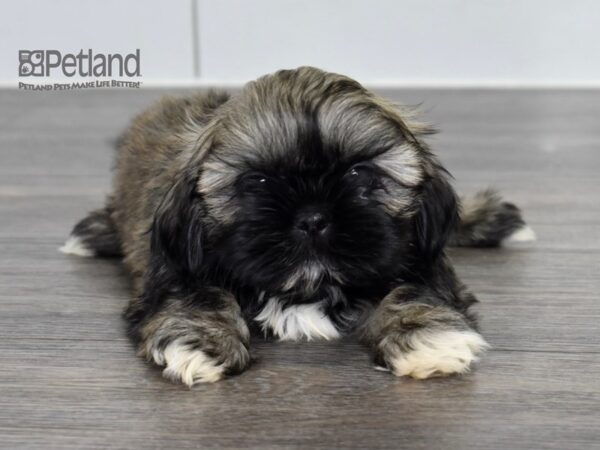 [#548] Sable, Black Mask Male Shih Tzu Puppies For Sale