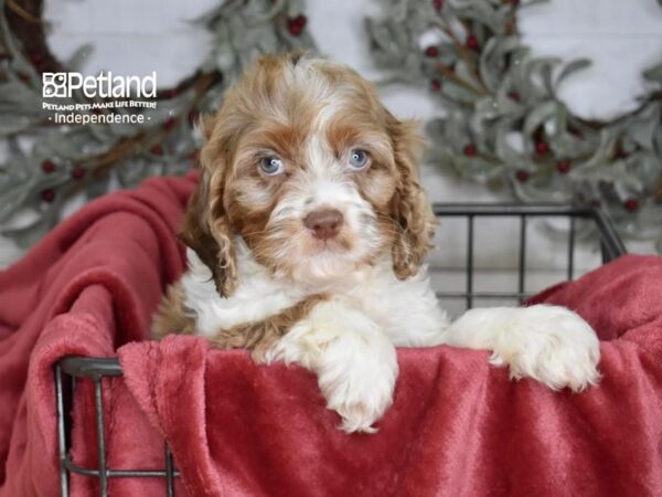 Cockapoo-Dog-Male-Chocolate Merle Parti-5351-Petland Independence, Missouri