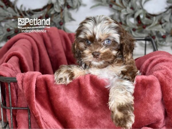 Cockapoo-Dog-Female-Chocolate Merle-5352-Petland Independence, Missouri