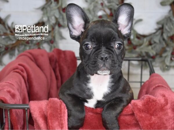 French Bulldog-Dog-Female-Brindle-5354-Petland Independence & Lee's Summit, MO